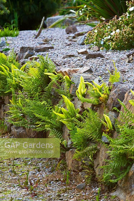 Stone wall with ferns in the hot, dry garden, Tremenheere, Cornwall. Summer. 