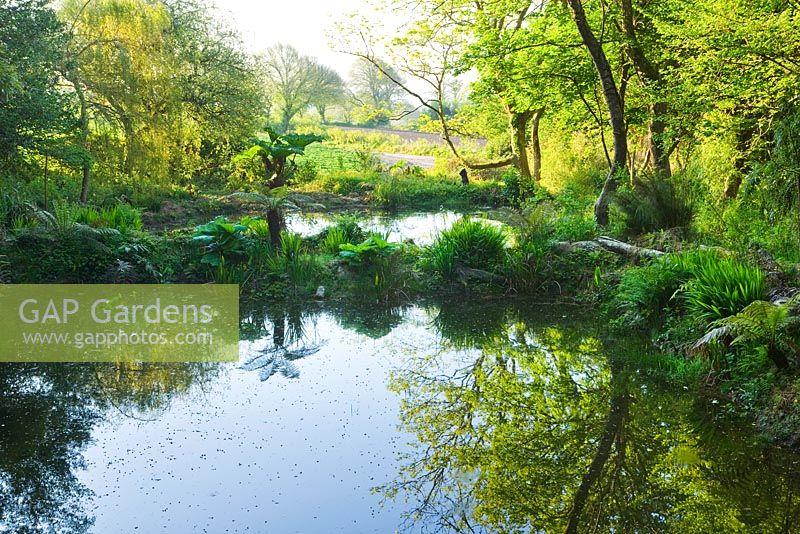 Ponds, Tremenheere Sculpture gardens, Cornwall. Summer. 