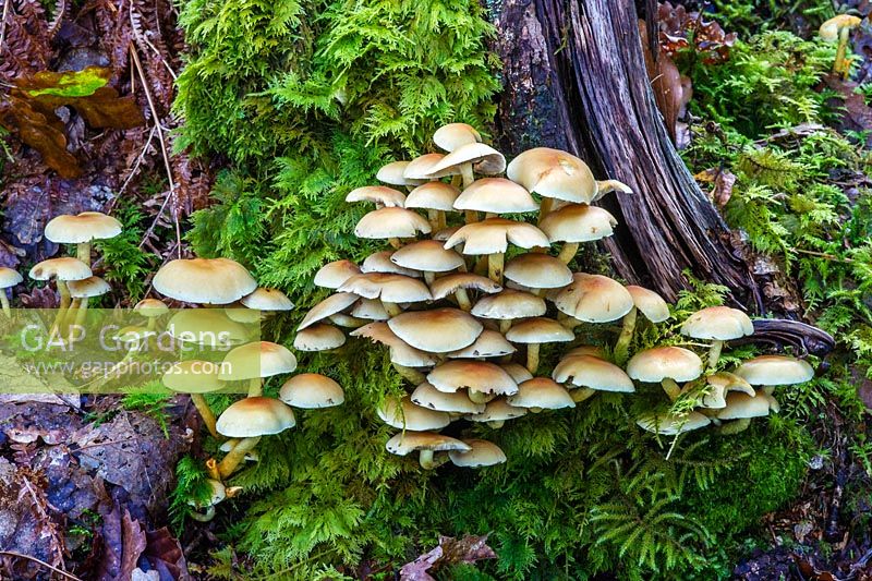 Hypholoma fasciculare - Sulphur tuft fungus growing on fallen tree