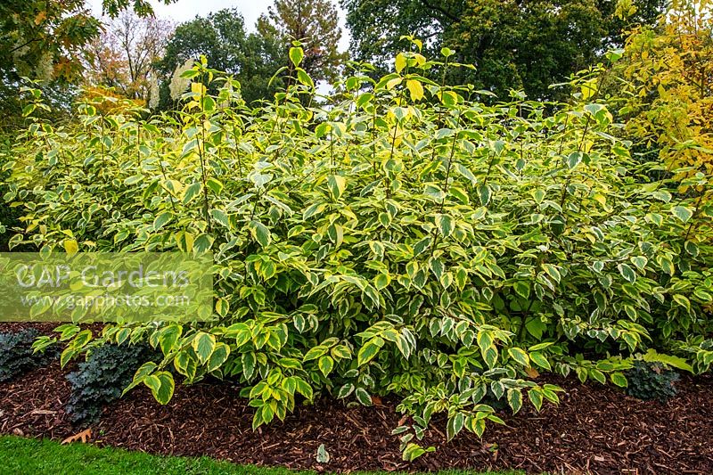 Cornus sericea 'Hedgerows Gold' in autumn