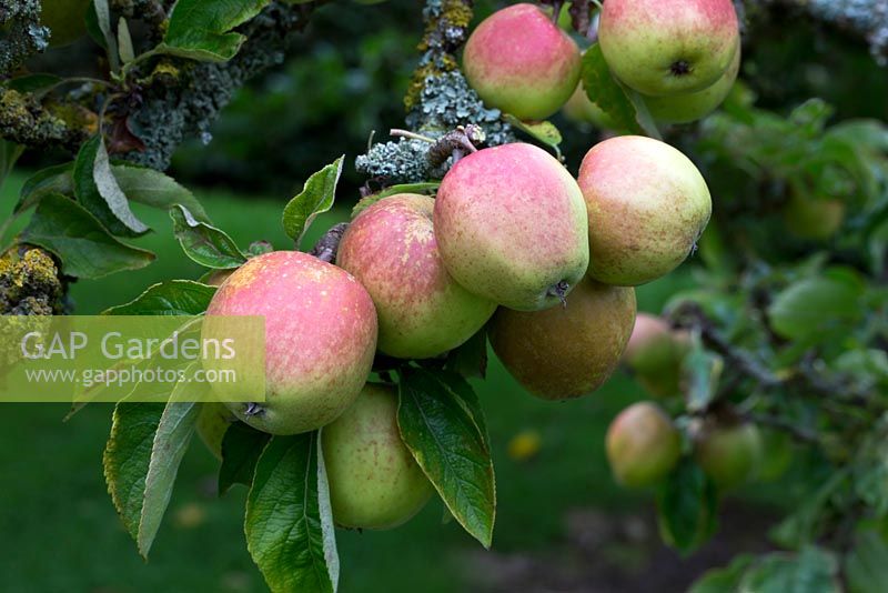 Malus domestica - Pitmaston Pine Apple.  Late dessert apple with unusual pineapple-like taste.  Orchard, nursery and garden on Herefordshire estate.  September.
