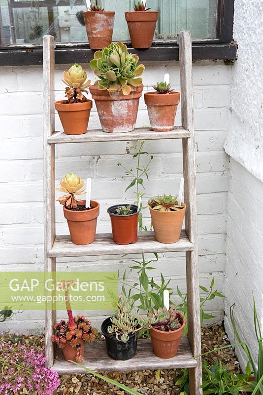 Step ladder displaying pots of succulents - coastal garden 