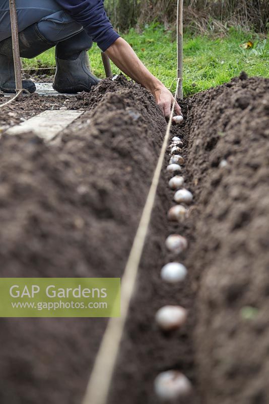 Using a string guide to plant bulbs in a shallow trench