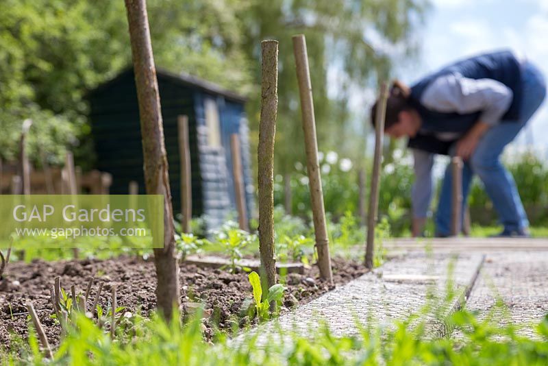 Focus on hazel stick planting guides with woman working in background