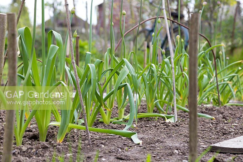 A row of developing Alliums in the cutting garden