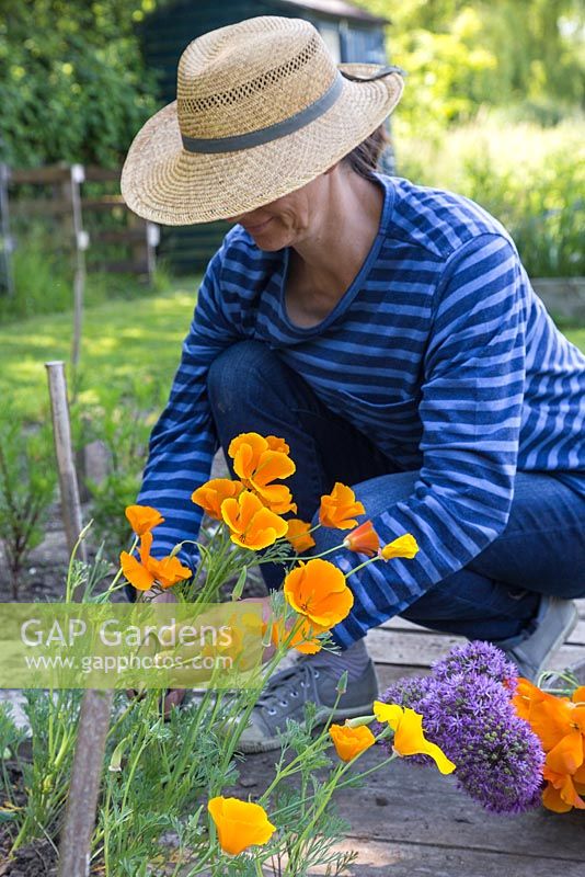 A woman cutting Eschscholzia californica 'Golden Values' flowers