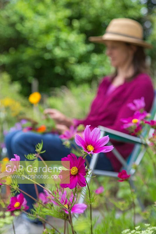 Cosmos bipinnatus 'Versailles Tetra' with woman creating floral arrangement in background