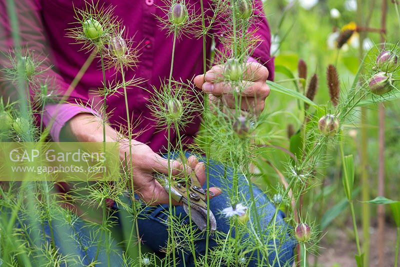 A woman cutting some Nigella damascena seed pods