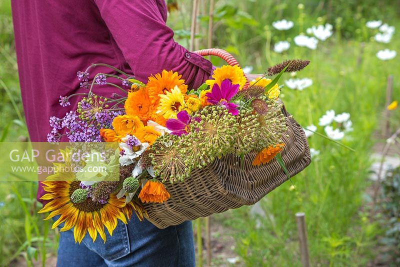 A woman holding a wicker basket of cut flowers from the cutting garden. Verbena bonariensis, Calendula officinalis, Allium seedheads and Cosmos
