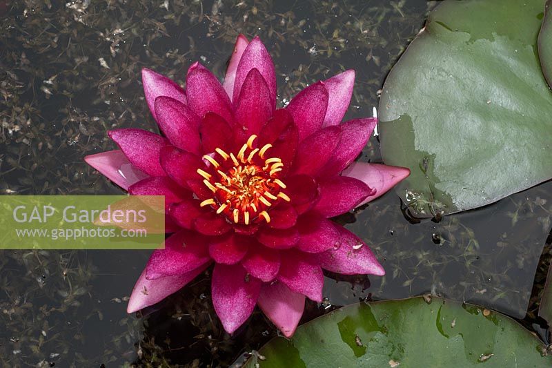 Nymphaea x marliacea 'Rubra' - water lily