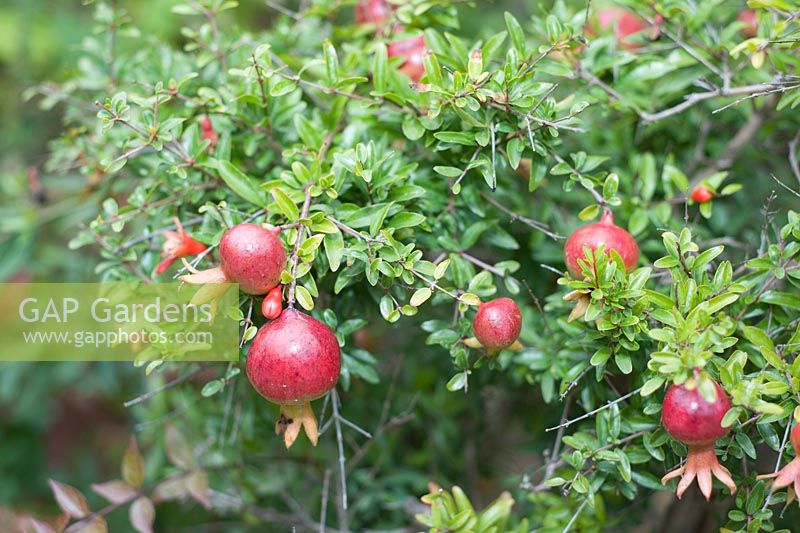 Punica Granatum 'Nana' - pomegranate.