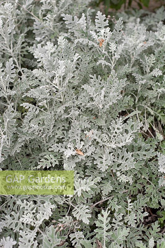 Senecio cineraria 'Cirrus' - silver ragwort
