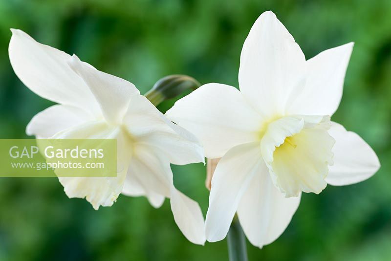 Narcissus 'Tresamble'. Daffodil Division 5 Triandrus, April
