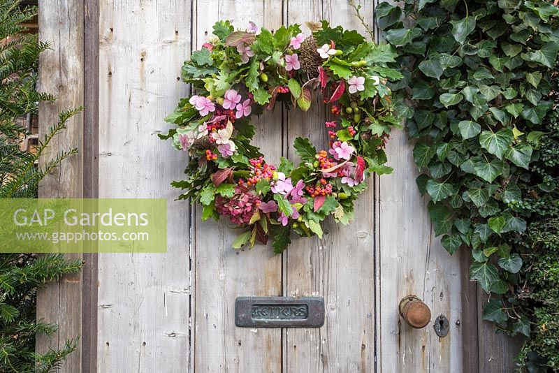 An autumnal wreath on a wooden gate. Featuring Oak - quercus robur, spindle - euonymus and hydrangea flowers