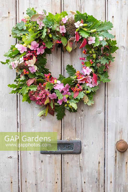 An autumnal wreath on a wooden gate. Featuring Quercus robur - oak, Spindle - Euonymus and Hydrangea flowers