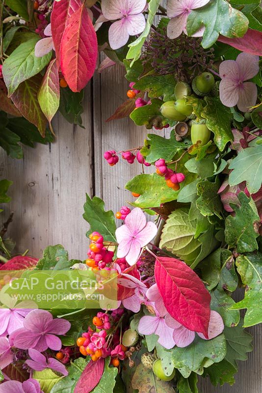 Detail of materials used for autumnal wreath. Featuring Oak - Quercus robur, Spindle - Euonymus and Hydrangea flowers