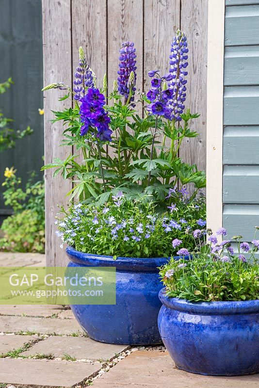 Blue gazed container with Lupinus 'The Governor' - Band of Nobles Series, Isotoma axillaris 'Blue Star', Delphinium 'Magic Fountains' and Lobelia 'Trailing Light Blue'. Scabiosa japonica 'Ritz Blue' in the foreground