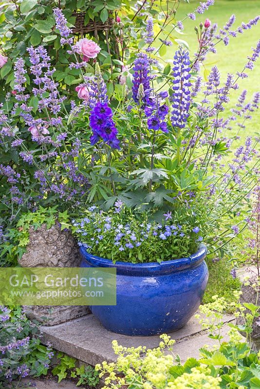 Blue gazed container with Lupinus 'The Governor' - Band of Nobles Series, Isotoma axillaris 'Blue Star', Delphinium 'Magic Fountains' and Lobelia 'Trailing Light Blue'