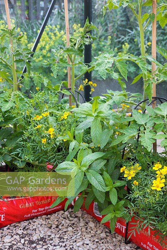 Tomato plants with companion planting of Mint, Tagetes and Chives to help keep greenhouse free of pests