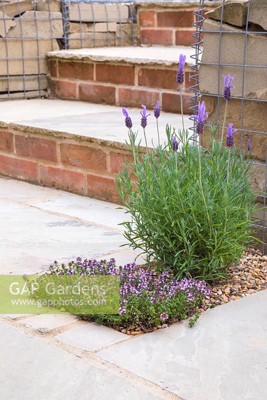Small gravel bed in a patio containing Lavender and Thyme