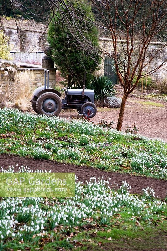 Grey Ferguson tractor parked next to a bank of snowdrops in a large country garden 