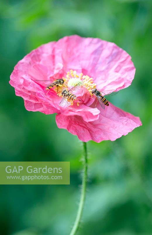 Papaver rhoeas 'Shirley' with hoverflies, July, Suffolk