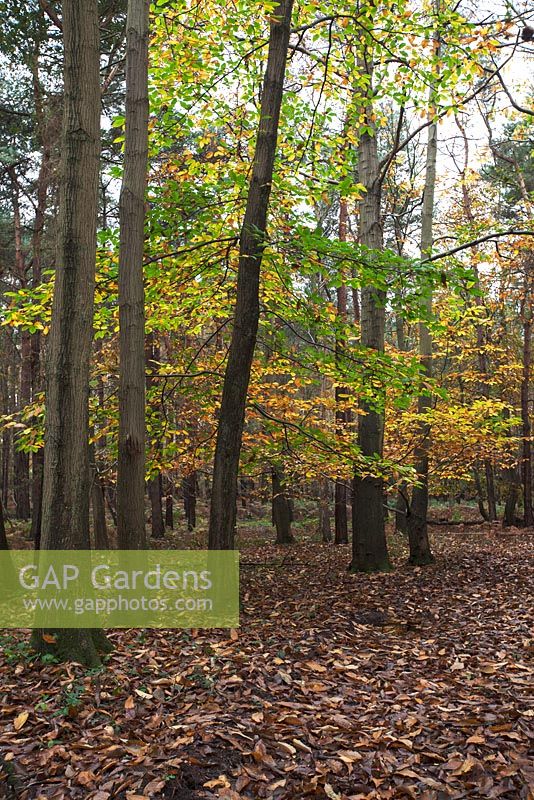 Castanea sativa, November, Rendlesham Forest Suffolk