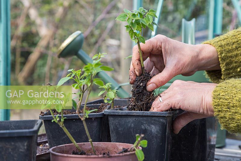 Potting on softwood cuttings of Salvia 'Amistad'
