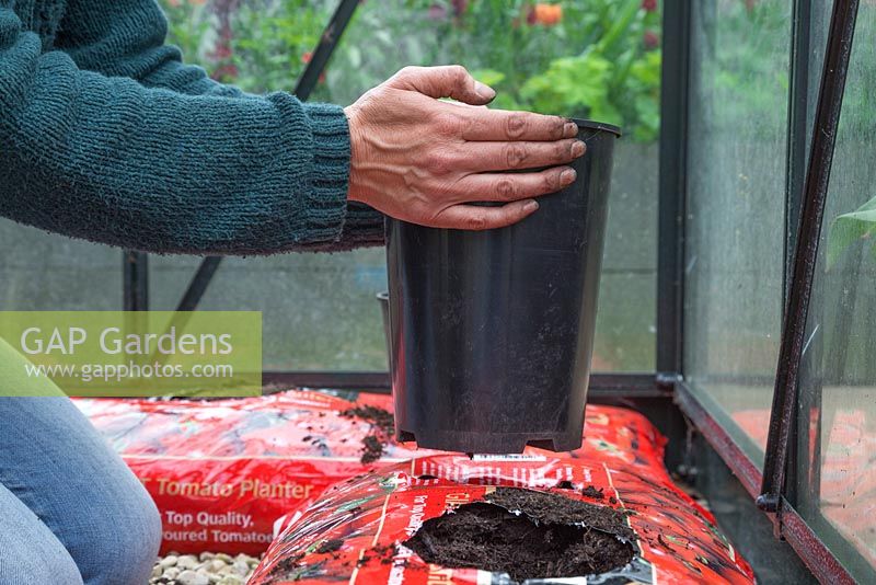 Insert a deep plastic pot into the pre-cut holes of the Tomato grow bags