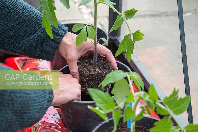 Potting on Tomato 'Marmande' into grow bags