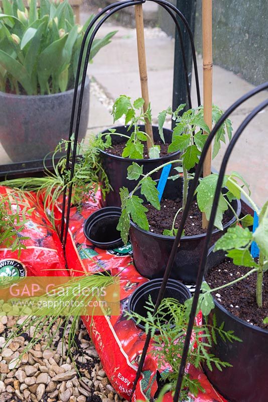 Tomato 'Marmande' plants in grow bags, alongside companion planting of Chives and Tagetes