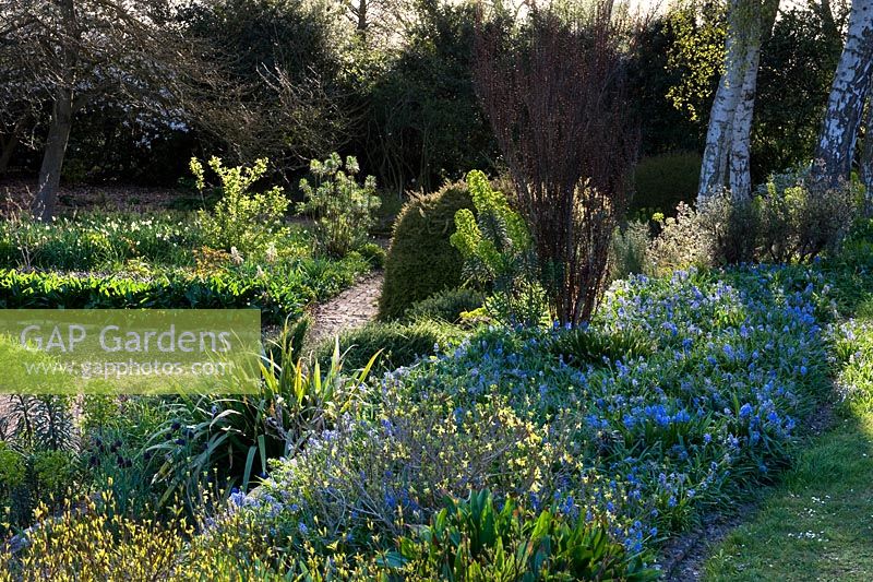 View from the top of a slope with mixed informal naturalistic spring planting with forsythia, euphorbia and muscari. Change of levels effected by terracing raised beds