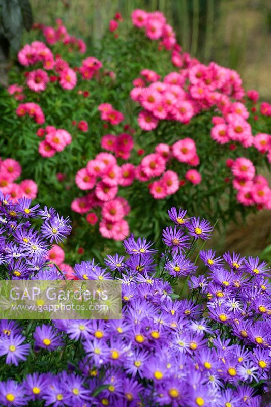 Aster amellus 'Violet Queen' and Symphyotrichum novae-angliae 'Andenken an Alma Pötschke'
