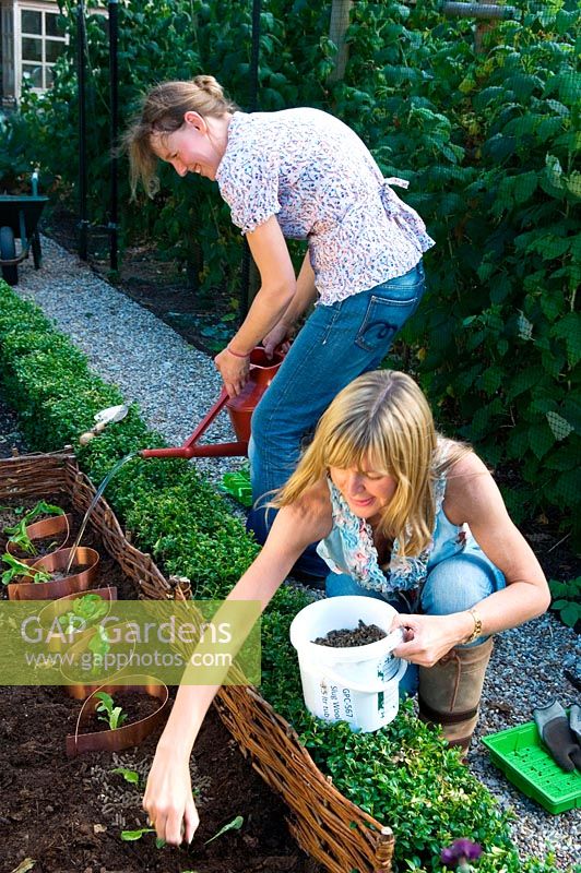 Two women gardeners planting young plants in a kitchen garden border. Copper bands and woollen pellets are used to protect them from slugs. 