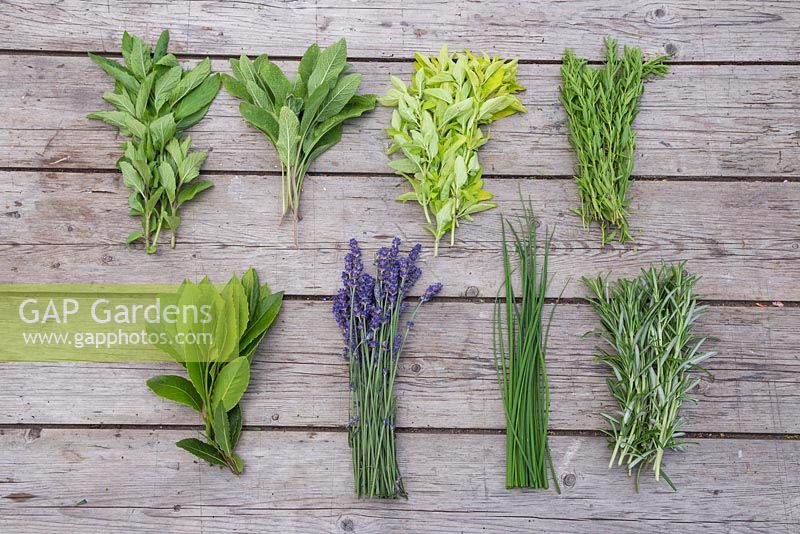 Selection of herbs on wooden table. Chives, Lavender, Mint, Rosemary, Oregano, Bay leaves, Tarragon and Sage