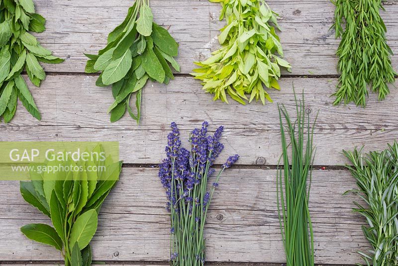Selection of herbs on wooden table. Chives, Lavender, Mint, Rosemary, Oregano, Bay leaves, Tarragon and Sage