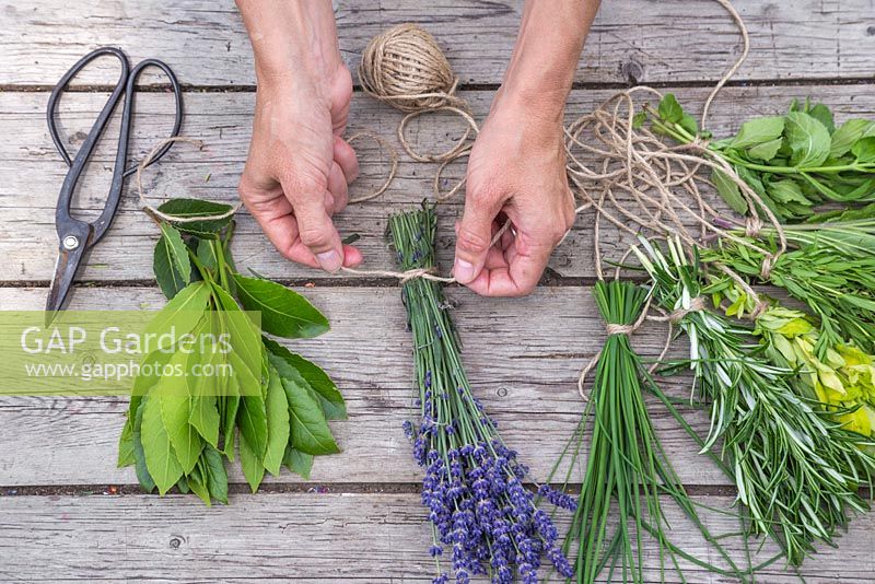 Preparing a selection of herbs ready for drying. Bay leaves, Lavender, Chives, Rosemary, Oregano