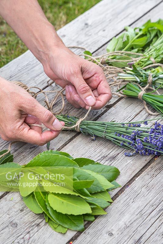 Preparing a selection of herbs ready for drying. Bay leaves and Lavender