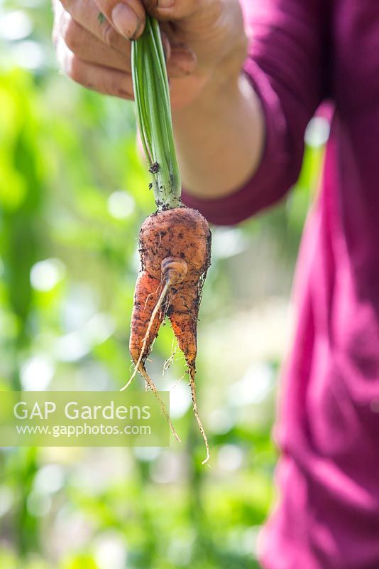 Misshaped carrot - caused by the taproot hitting stones or hard objects beneath the ground