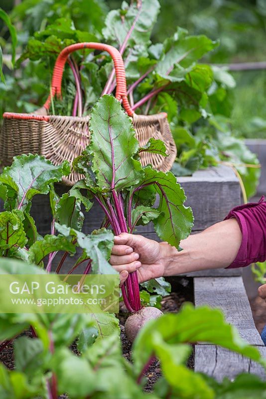 Harvesting Beetroot from a raised vegetable bed