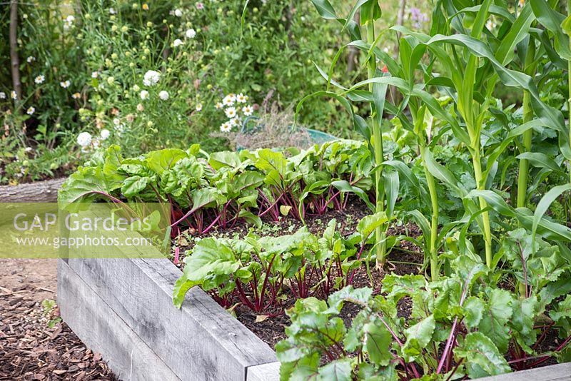 A raised vegetable bed containing Beetroot and Sweetcorn crops