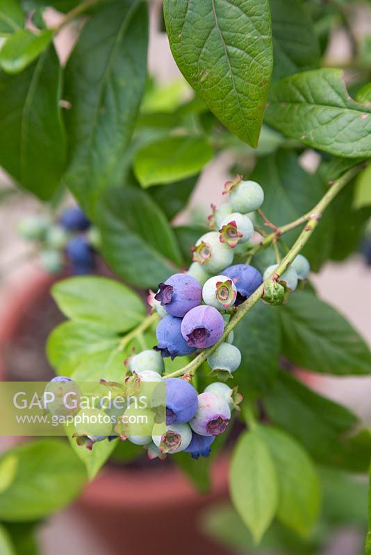 Vaccinium corymbosum - Fruit of blueberry plant