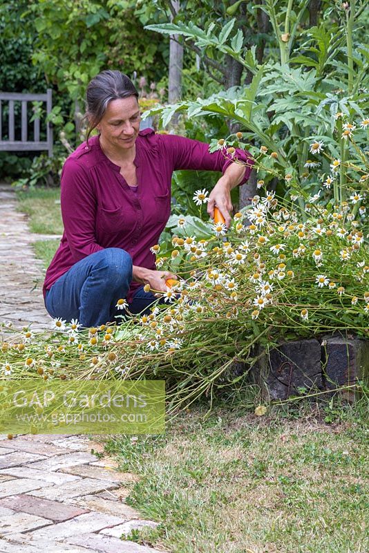 Clearing an obstructed garden path. A woman cutting back the spent Oxeye daisy to clear the path
