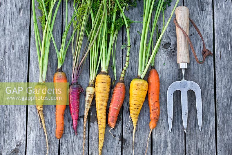 Freshly harvested carrots in different colours on a wooden table.