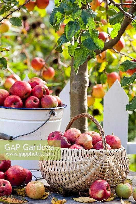 Harvested apples.