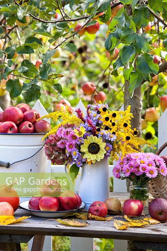 Floral and harvest display of Asters, Hydrangea, Persicaria 'Firetail', Sunflowers and Apples.