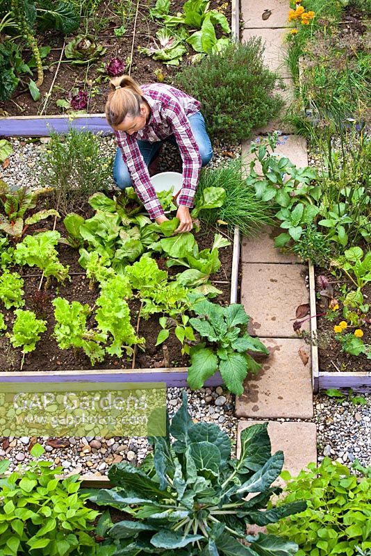 Woman working in the garden. Harvesting salad leaves.
