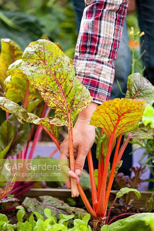 Removing unhealthy leaves of swiss chard.