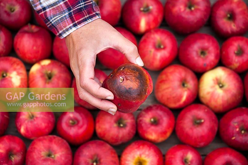 Stored apples with one rotten fruit that needs to be removed.