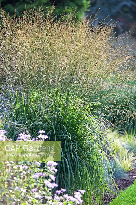 Molinia caerulea ssp. arundinacea Skyracer, Tall purple moor grass.